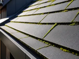 Services Moss Removal Services Moss Removal